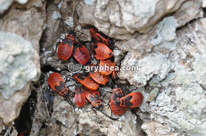 Pyrrhocores en groupe dans fissure d'un tronc d'arbre (Pyrrhocoris apterus) - gryphea.com